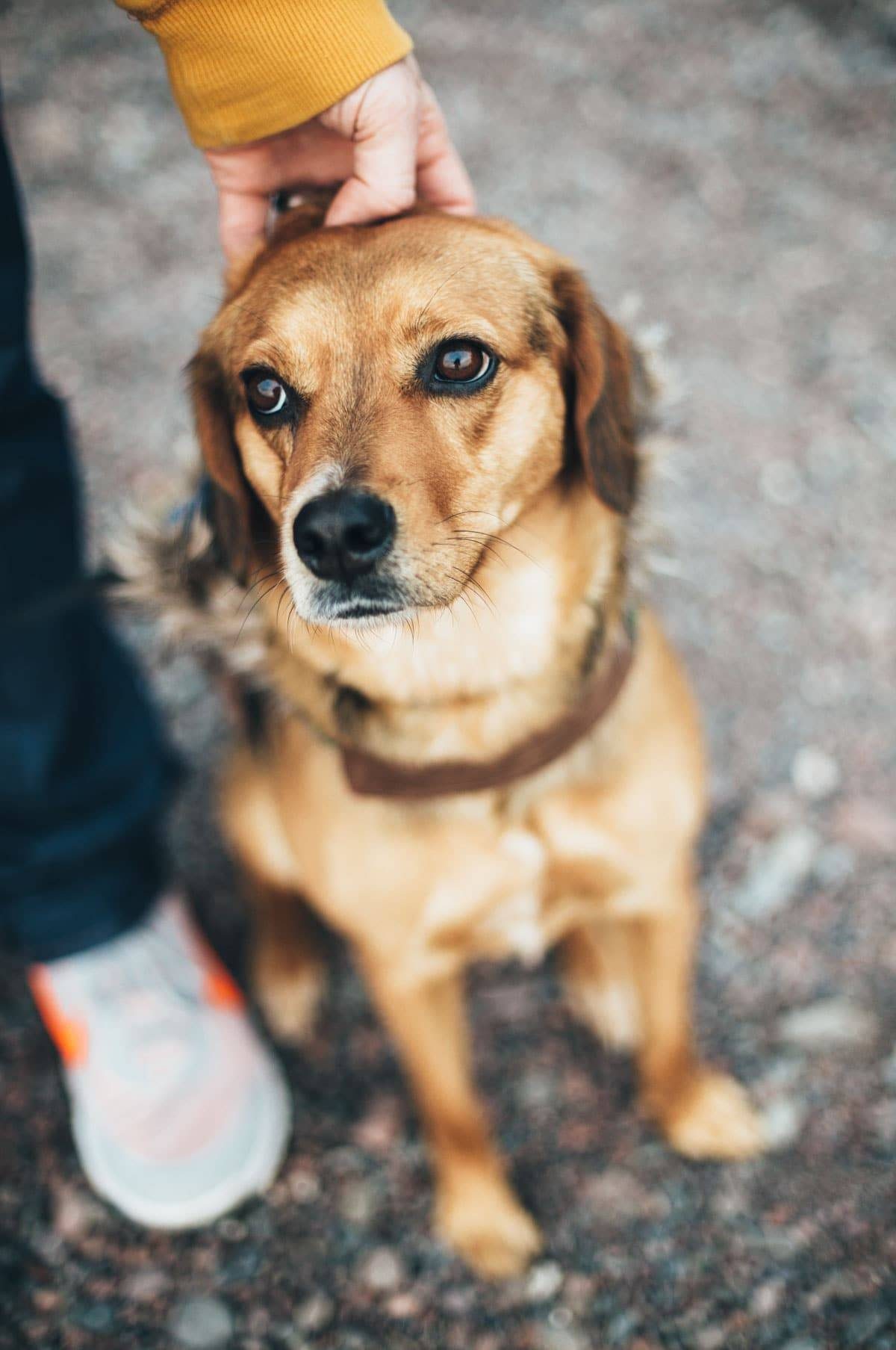 Sage on Vacation for Blog-15