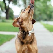 Sage looking up for a treat.
