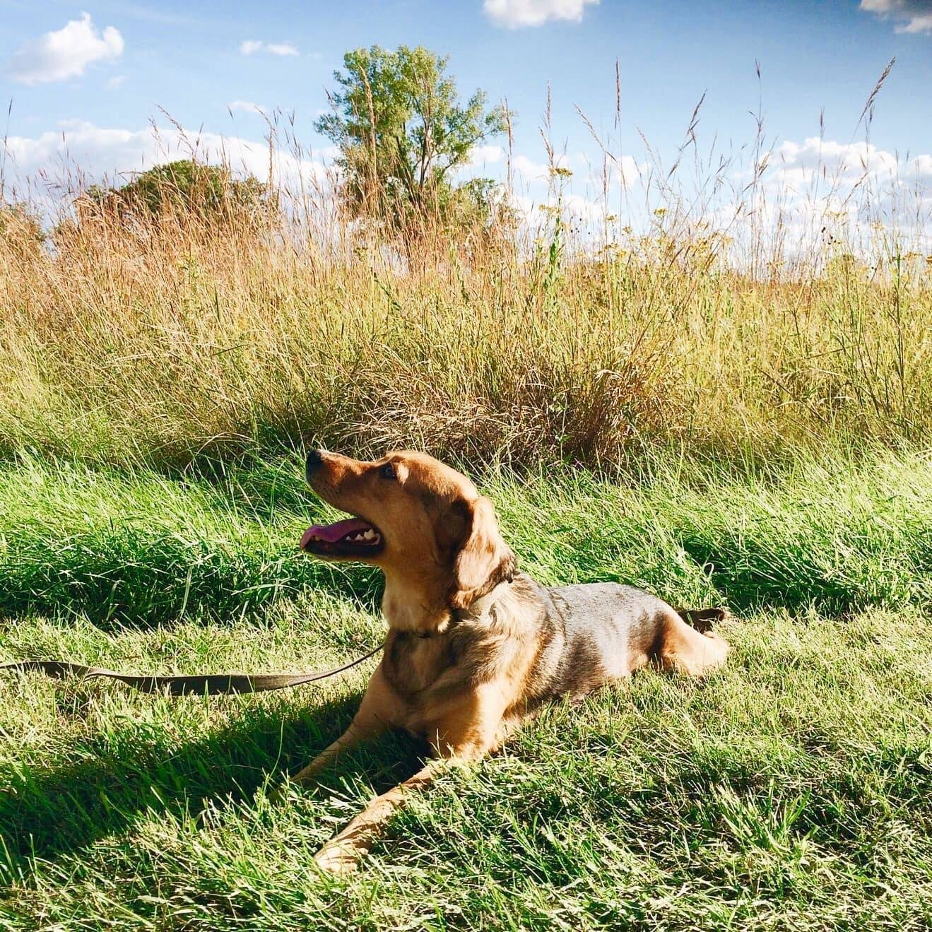 dog in a field